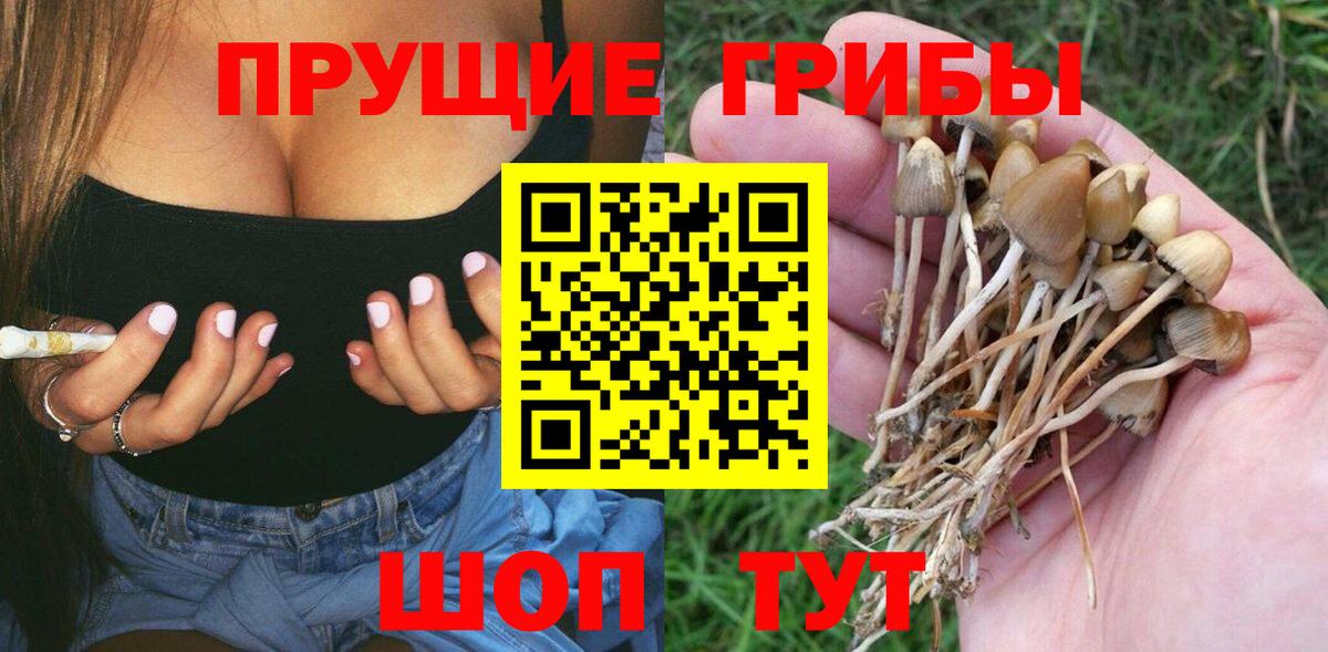 Псилоцибиновые грибы Psilocybe Белогорск